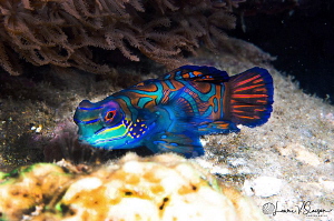 Mandarinfish/Photographed with a Canon 60 mm macro lens a... by Laurie Slawson 